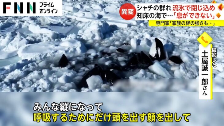 シャチの群れ 流氷で閉じ込め　知床の海で…「息ができない」　専門家「家族の絆の強さも…」