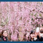 しだれ梅が満開、古都に春の訪れ告げる 城南宮