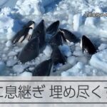必死に息継ぎ　流氷に閉じ込められたシャチ