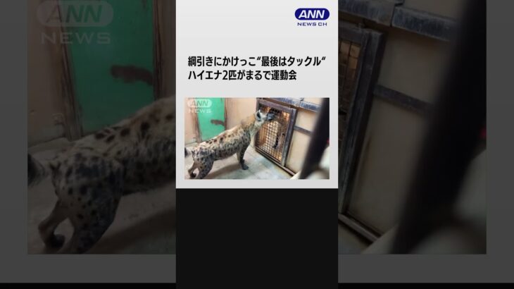 “綱引き”に“かけっこ”　ハイエナ2匹がまるで運動会 #shorts