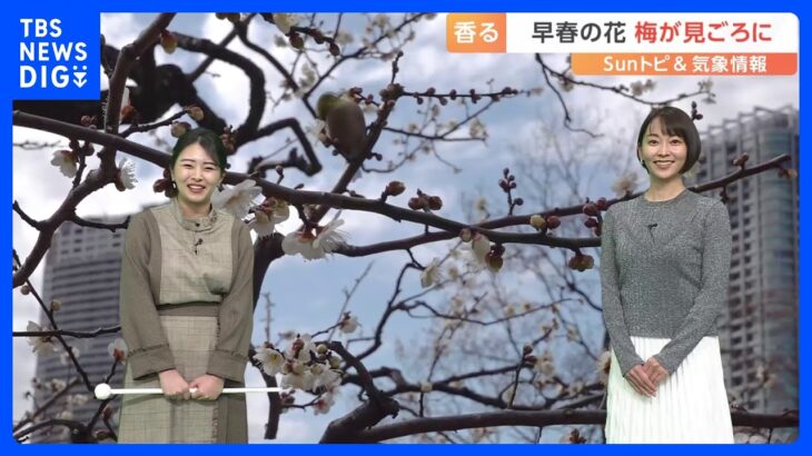 暖冬の影響で開花時期は早期に　早春の花、梅が見ごろに【SUNトピ】｜TBS NEWS DIG