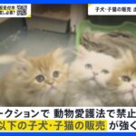 「オークション逃すと成長して価値下がる」という声も　ペットオークションで子犬・子猫の生年月日偽造疑い　動物愛護法で禁止の“生後8週以下”販売横行か【news23】｜TBS NEWS DIG