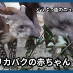 どうぶつ園のニューフェース　アメリカバクの赤ちゃん