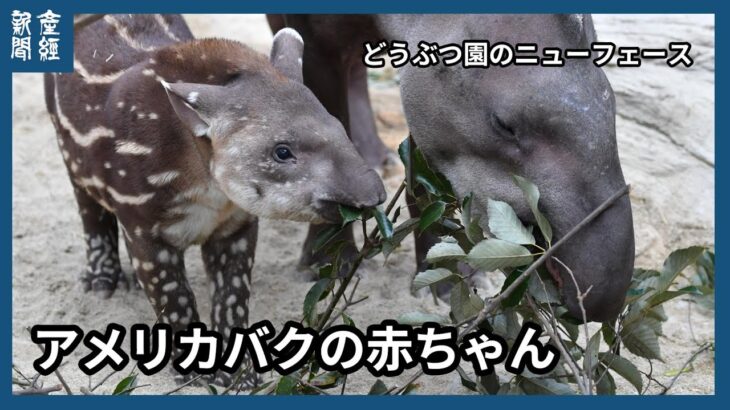 どうぶつ園のニューフェース　アメリカバクの赤ちゃん