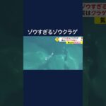 ゾウすぎるゾウクラゲ　実はクラゲではなく… SNSで2400万回表示 #shorts