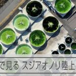鮮やかなミドリ 空から見たスジアオノリ陸上養殖工場