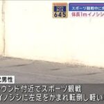 体長1mイノシシが70代男性をかむ　スポーツ観戦中に突然【スーパーJチャンネル】(2024年3月20日)