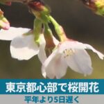東京都心部で桜開花 平年より5日遅く