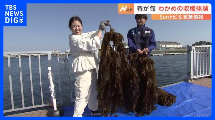 春が旬、わかめの収穫体験　海をきれいにする役割も【SUNトピ】｜TBS NEWS DIG