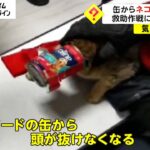 【ピンチ】ネコの頭がドッグフードの缶から抜けず「息苦しそう…」　救助作戦に“奥の手”が　トルコ