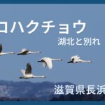 コハクチョウ、湖北に別れ＝滋賀県長浜市