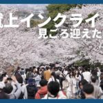 京都・蹴上インクラインの桜が見ごろ
