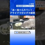 アライグマが襲来「あ～食べられていく」メダカ150匹被害｜TBS NEWS DIG #shorts