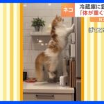 冷蔵庫に乗りたいのに乗れない猫。そのワケは？｜TBS NEWS DIG