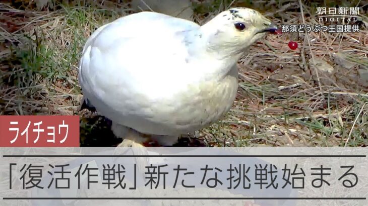 人工繁殖のライチョウ「野生に返す」新たな挑戦