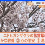 樹齢は約400年！「エドヒガンザクラ」が見頃を迎えた東北・宮城の歴史あるお寺でお花見＆郷土お菓子を楽しむ【すたすた中継】｜TBS NEWS DIG