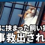【台湾東部沖地震】鉄窓に挟まった飼い猫を地元消防当局の救助隊員が救出