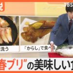 「例年の50倍の漁獲」小田原漁港で“春ブリ”が大漁、刺身食べ放題に…スーパー半値で販売【Nスタ解説】｜TBS NEWS DIG