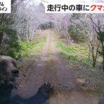 【恐怖】ヒグマが“猛スピード”で車に体当たり　逃げても追いかけてくるクマに「また来た！ヤバいぜ！」　北海道・根室市（2024/4/29放送）
