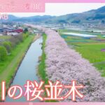 流川の桜並木（ながれかわのさくらなみき）【JNN sakuraドローンDIG 2024】