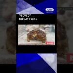 カニなのに全身真っ白“モフモフ”…まるで“ぬいぐるみ”　脱皮で“大変身”なぜ？ #shorts