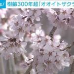 樹齢330年のオオイトザクラ　手間かけ今年も満開に　甲府(2024年4月7日)