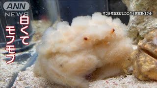 カニなのに全身真っ白“モフモフ”…まるで“ぬいぐるみ”　脱皮で“大変身”なぜ？【羽鳥慎一モーニングショー】(2024年4月20日)