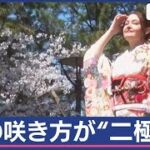 一気に進む桜の開花  なぜ？満開と葉桜の“二極化”【スーパーJチャンネル】(2024年4月1日)