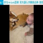 豆柴VS赤ちゃん　双方譲らぬ真剣勝負　普段は仲良し“兄弟”(2024年4月16日)