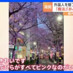 「魔法、おとぎ話みたい」外国人を魅了するニッポンの桜！｜TBS NEWS DIG