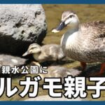 【カルガモ親子】大横川親水公園に