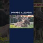 奈良公園でことし初めてのシカの赤ちゃん生まれる　鹿愛護会の職員が保護　7月にかけ出産シーズン #shorts