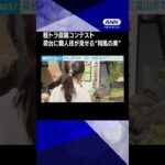 【小さな荷台にいかに美しい日本庭園を作るか】軽トラ庭園コンテスト　荷台に職人技が見せる“和風の美”