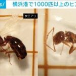 横浜港で1000匹以上の「ヒアリ」今年初の確認　女王アリ20匹以上も(2024年5月22日)