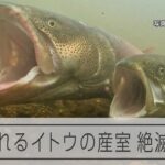 「幻の魚」イトウが危機　土砂流入で産卵環境が悪化、卵は流されマスのエサに
