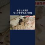 ベッドで動画を楽しむネコ　「人間の子どもみたい」と話題に #shorts