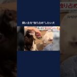 飼い主を“独り占め”したい犬　ほかの犬をなでると「待った」 #shorts