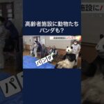 高齢者施設にパンダ!?　アドベンチャーワールドの動物たちとふれあい #shorts