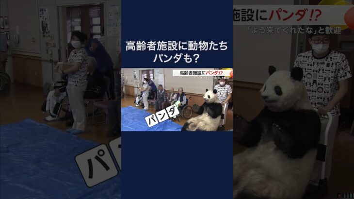 高齢者施設にパンダ!?　アドベンチャーワールドの動物たちとふれあい #shorts