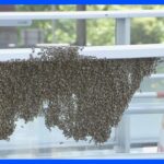 「見かけたら刺激しないで」都心の歩道橋に大量のハチ　新しい巣づくりで移動か　東京・港区｜TBS NEWS DIG