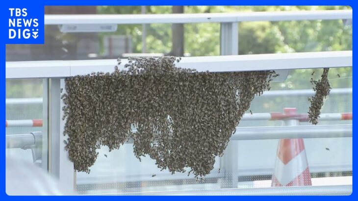 「見かけたら刺激しないで」都心の歩道橋に大量のハチ　新しい巣づくりで移動か　東京・港区｜TBS NEWS DIG