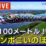 【4K LIVE】世界一｢ジャンボこいのぼり｣🎏遊泳 １回目の挑戦 加須市民平和祭/ Swimming of the Jumbo Carp Streamer(2024年5月3日)ANN/テレ朝