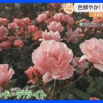 横浜の英国式庭園で見頃を迎えた春のバラ　そもそもトゲは何のために？バラのグルメも楽しみながら“バラのトンネル”も【すたすた中継】｜TBS NEWS DIG