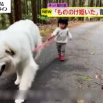 まるで「もののけ姫」？　超大型犬と1歳女児の“お散歩映像”　再生回数が1700万回超