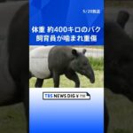 群馬サファリパークで体長1.8mのバクが飼育員に噛みつく　飼育員は重傷、ドクターヘリで病院に搬送| TBS NEWS DIG #shorts