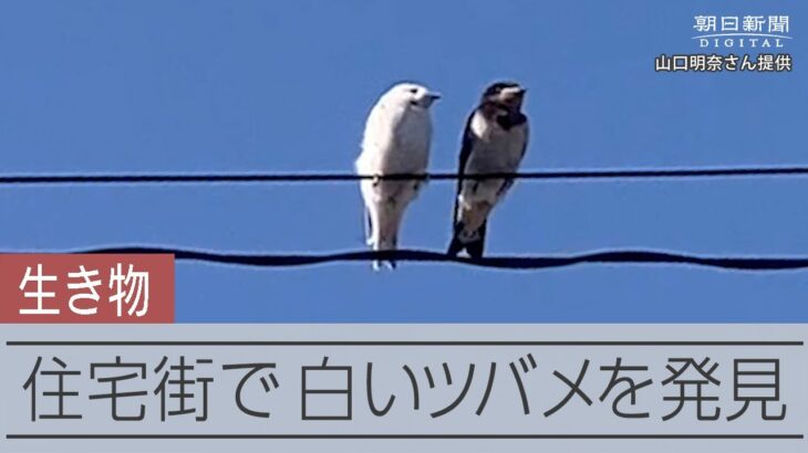 一羽根だけ真っ白　住宅街で白ツバメのヒナが確認