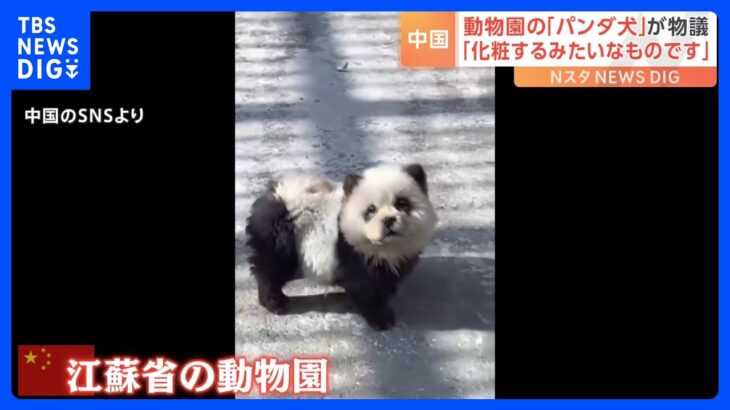 中国の動物園で話題の「パンダ犬」 チャウチャウの毛を染めて人気を呼ぶ姿がまさに「客寄せパンダ」状態｜TBS NEWS DIG