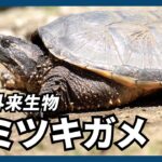 「カミツキガメ」の捕獲作業が始まる