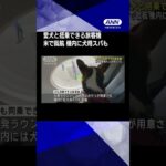 愛犬と飼い主専用の旅客機 米で就航　ファーストクラスのサービス