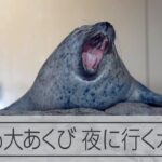 京都水族館で「夜のすいぞくかん」 動物たちもあくび